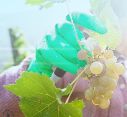 Chemotherapie getestet Flocked grüner Nitrilhandschuh mit Perlenmanschette